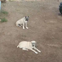 سگ سرابی پنج ماهه|سگ|قشلاق دشت, |دیوار