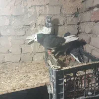 کبوتر|پرنده|محمدیار, |دیوار