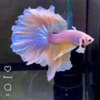 پرورش ماهی زینتی|استخدام آموزشی|پرند, فاز ۵|دیوار