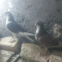 کبوتر|پرنده|زهک, |دیوار