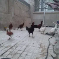 فروش مرغ و خروس لاری اصیل|حیوانات مزرعه|بجنورد, |دیوار