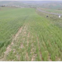 زمین کشاورزی آبی