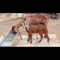 یک عده بز مطفل سالم وسرحال|حیوانات مزرعه|سوسنگرد, |دیوار