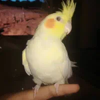 عروس هلندی جفت|پرنده|تهران, ائمه اطهار|دیوار