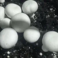 قارچ دکمه ای|خوردنی و آشامیدنی|رضویه, |دیوار