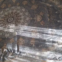 رو فرشی ۱۲ متری کش دار|روفرشی|قوچان, |دیوار