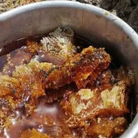 عسل کنار وحشی بشرط اصل