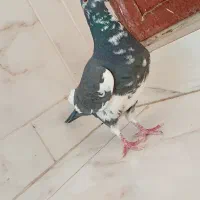 ابلق نر عالی|پرنده|فولادشهر, زاینده رود|دیوار