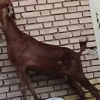 سه عدد بز باردار سه قلوزا خونگی|حیوانات مزرعه|آبادان, |دیوار