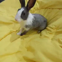 خرگوش باهوش