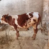 گوساله نر سیمینتال پروار