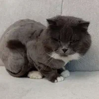 جهت جفتگیری