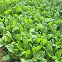 نشا بادنجان