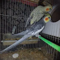 عروسی هلندی جفت و تک جفت مرغ عشق معاوضه دارم