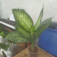 گل و گیاه دیفن