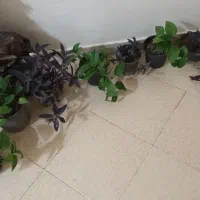 گل پتوس طبیعی