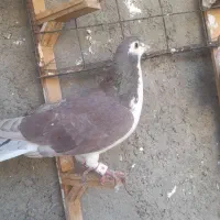 سه عدد. سرخ، سینه، ساده سرخ