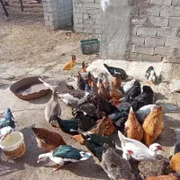 قاز و اردک اسراییلی