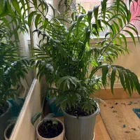 گل شامادورا