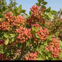 نهال هیبریدی  سه پیوند  نهالستان پاشاپور