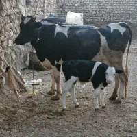 گاو هلشتاین