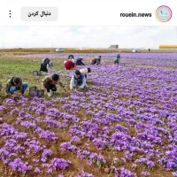 گل زعفران پاک میکنیم