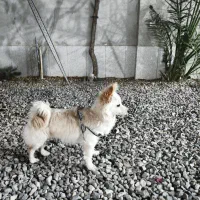 پامر|سگ|خلیل آباد, |دیوار