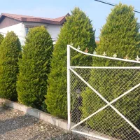 فروش درخت کاج حدودا ۲.۵ متری سالم