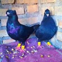 کبوتر زاغ چشم و نوک سفید