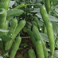 باقله برای بذر