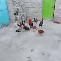 ۵خروس ۱۵مرغ