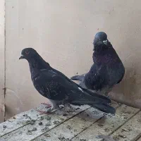 نر و ماده پرشی|پرنده|قم, آزادگان|دیوار