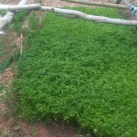 نهال گوجه|گل و گیاه طبیعی|گرمخان, |دیوار