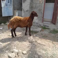 یه راس بره قربانی چاق خمیر