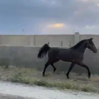 اسب نریان|اسب و تجهیزات اسب‌سواری|نظرآباد, احمد آباد|دیوار