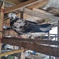 کبوتر سوسکی نر غریب