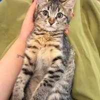 واگذاری بچه گربه به همراه وسایل به یه دختر خانم