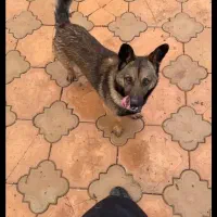 سگ گرگی شیطون پا کوتاه