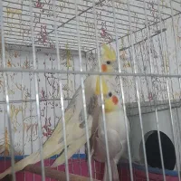 عروس هلندی جفتی معاوضه با هر چی|پرنده|قزوین, |دیوار