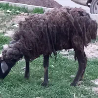 یک راس گوسفند۴۸جوان جهت قربانی
