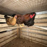 مرغ و خروس|حیوانات مزرعه|رشت, شکار اسطلخ|دیوار