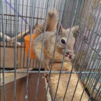 قفس سنجاب|لوازم جانبی حیوانات|رفسنجان, |دیوار