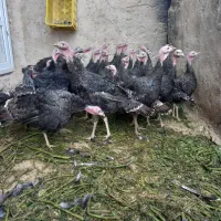 بوقلمون. آماده پروار شدن