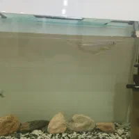 ماهی آروانا سیلور