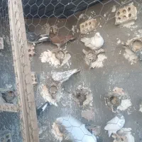 کفترصید|پرنده|مشهد, نیزه|دیوار