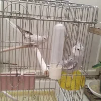 تابلو ساعت ریش تراش هندزفری هدلایت عروس ساعت مچی|ساعت|یزد, |دیوار