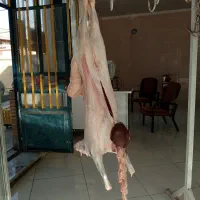 گوشت بره درجه یک کیلوی ۶۰۰ بزغاله ۵۸۰