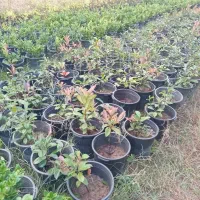 فوتونیا یاس|گل و گیاه طبیعی|کلاچای, |دیوار