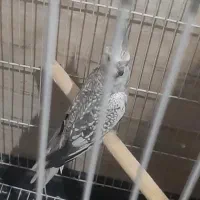 عروس هلندی ماده