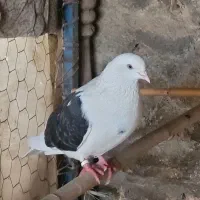 کبوتر پرشی|پرنده|آق قلا, |دیوار